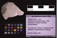 Foto (Objekt + Etiketten) von Goniodromites bidentatus (Reuss, 1858) (NHMW-GEO-1990-0041-0152)